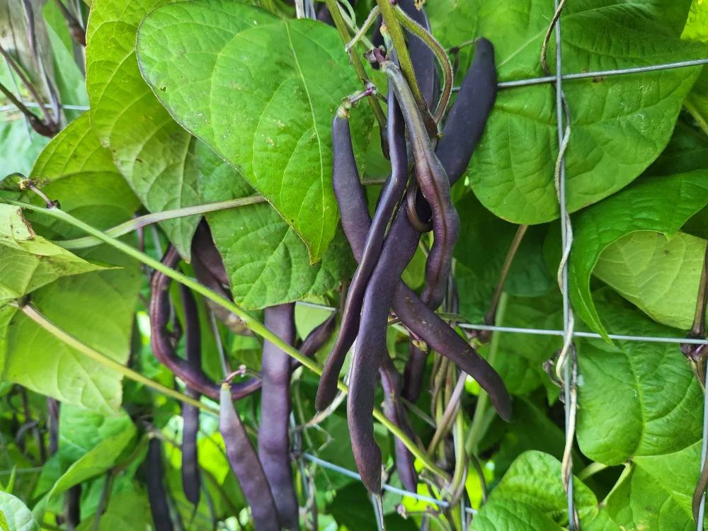 Feijão-vagem roxa se destaca em cultivo irrigado e reforça potencial agrícola da região de Irecê